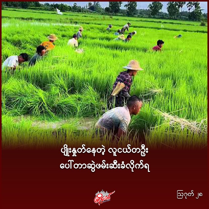 ပျိုးနှုတ်နေတဲ့ လူငယ်တဦး ပေါ်တာဆွဲဖမ်းဆီးခံလိုက်ရ