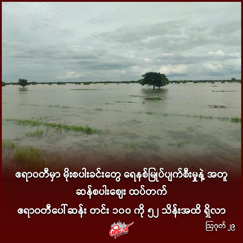 ဧရာဝတီမှာ မိုးစပါးခင်းတွေ ရေနစ်မြုပ်ပျက်စီးမှုနဲ့ အတူ ဆန်စပါးဈေး ထပ်တက်၊ ဧရာဝတီပေါ်ဆန်း တင်း ၁၀၀ ကို ၅၂ သိန်းအထိ ရှိလာ