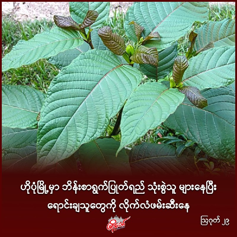 ဟိုပုံမြို့မှာ ဘိန်းစာရွက်ပြုတ်ရည် သုံးစွဲသူ များနေပြီး ရောင်းချသူတွေကို လိုက်လံဖမ်းဆီးနေ