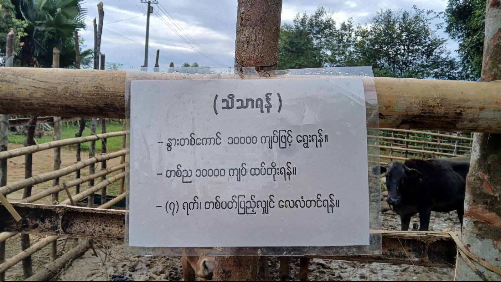 Putao authorities round up stray cattle, warn of auction if unclaimed within 7 days