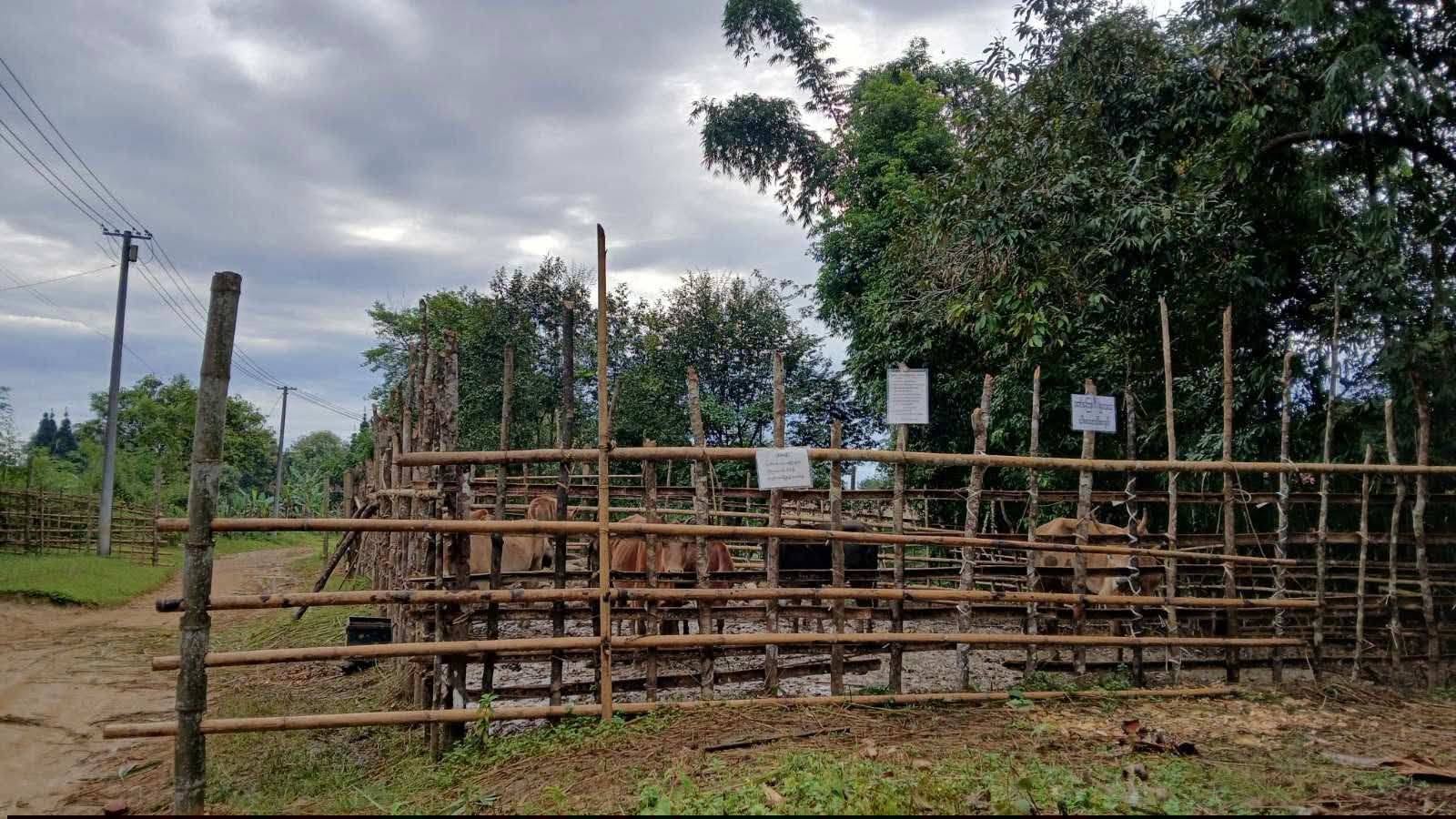 Putao authorities round up stray cattle, warn of auction if unclaimed within 7 days