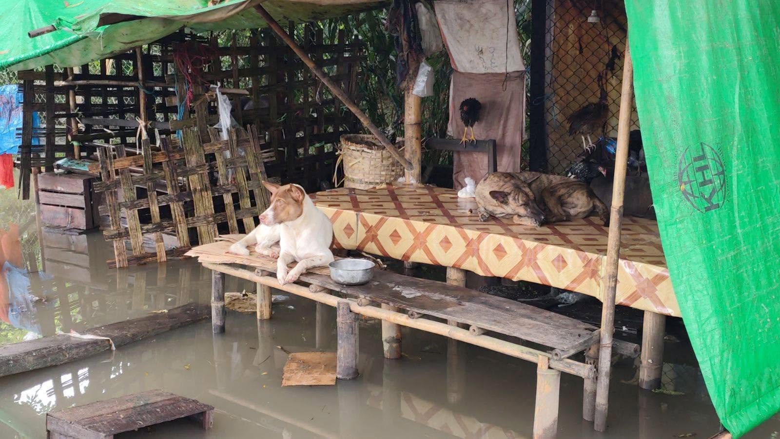 Flood-Hit Kyonpyaw Villagers Survive on Bananas and Broken Rice, Urgently Need Donors