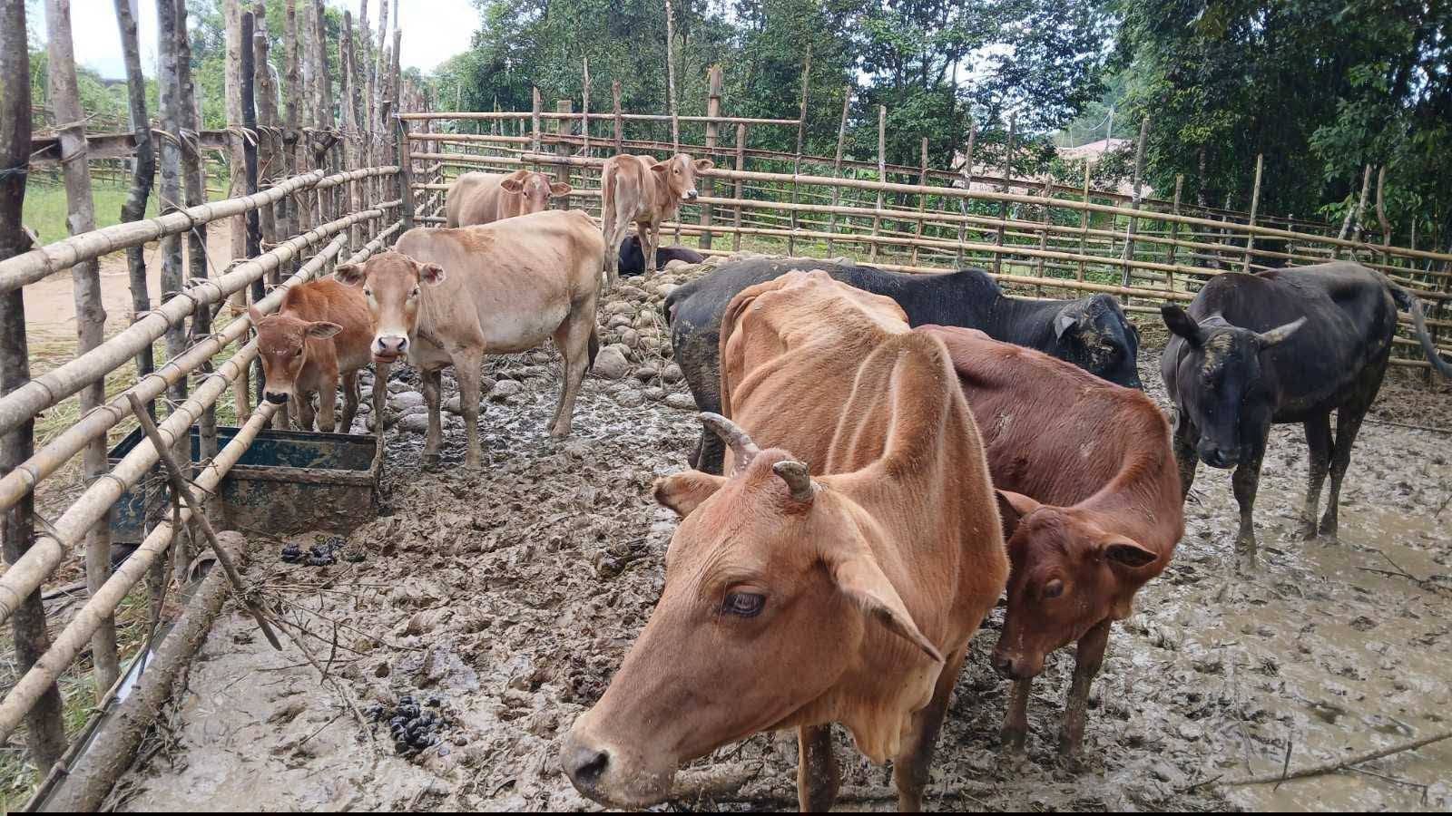 Putao authorities round up stray cattle, warn of auction if unclaimed within 7 days