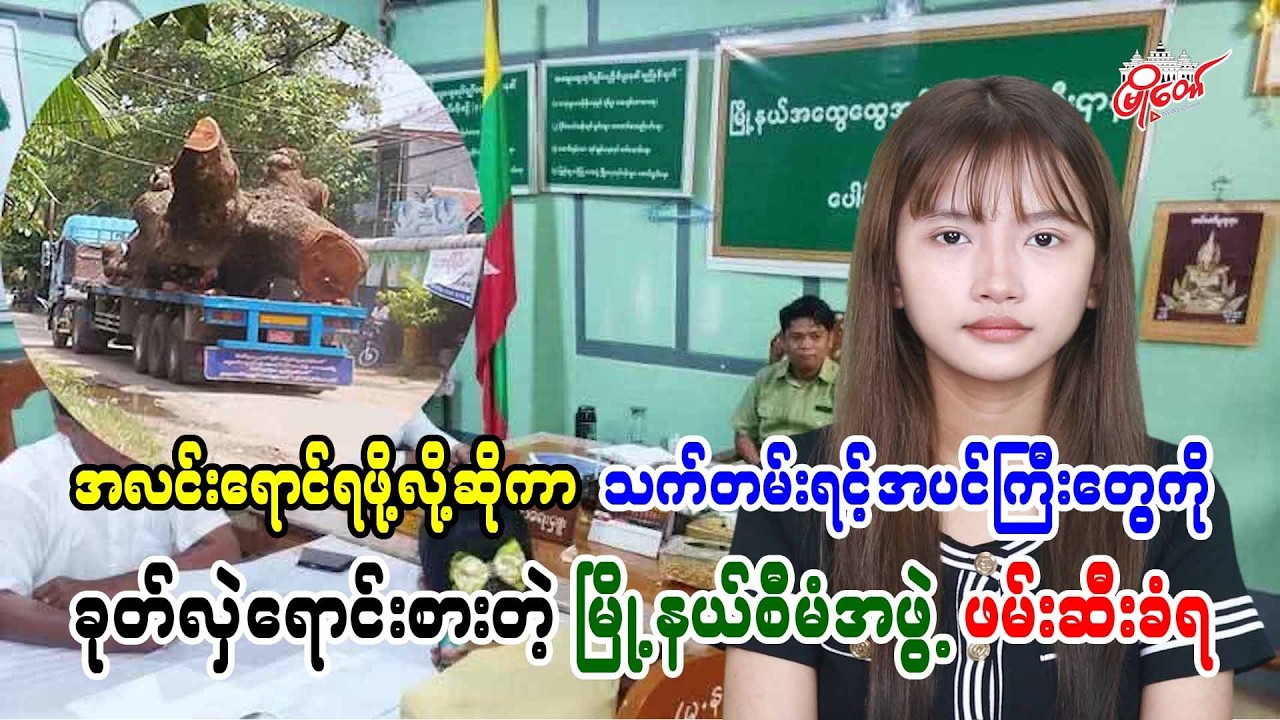 အလင်းရောင်ရဖို့လို့ဆိုကာ သက်တမ်းရင့်အပင်ကြီးတွေကို ခုတ်လှဲရောင်းစားတဲ့ မြို့နယ်စီမံအဖွဲ့ ဖမ်းဆီးခံရ