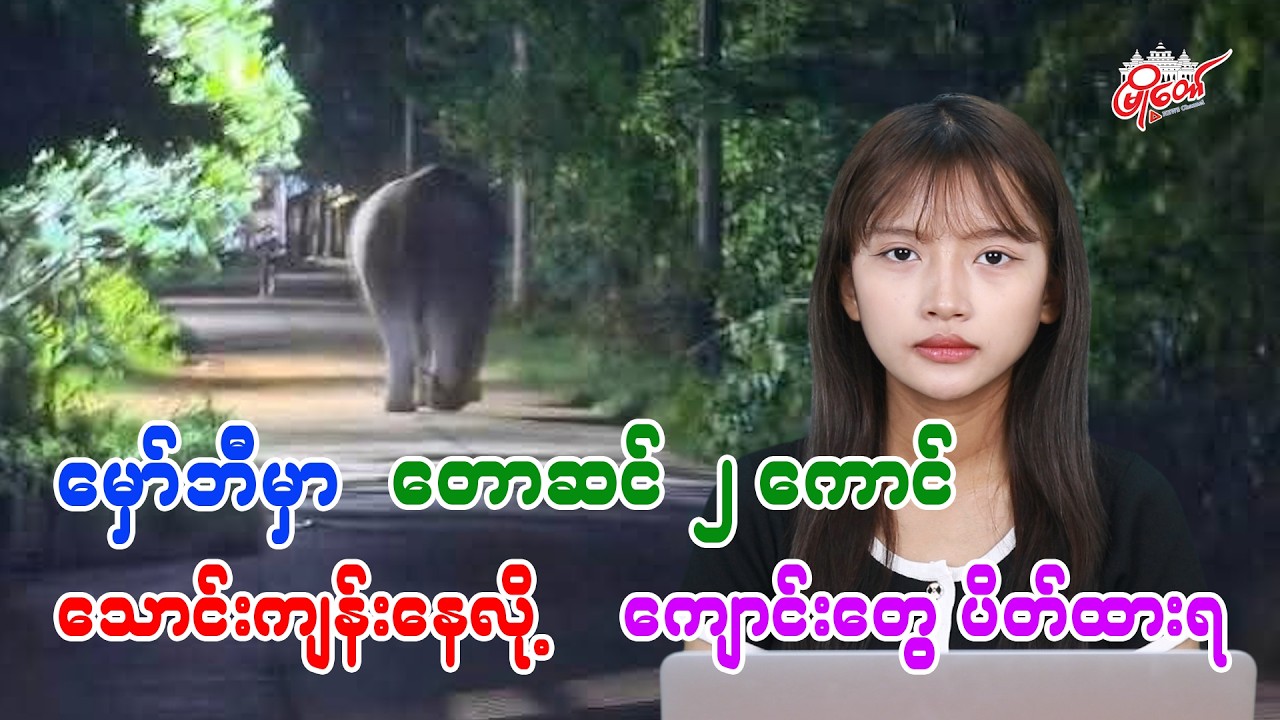 မှော်ဘီမြို့နယ်ထဲ တောဆင်ရိုင်း ၂ ကောင် သောင်းကျန်းနေလို့ ကျောင်းတွေ ပိတ်ထားရ